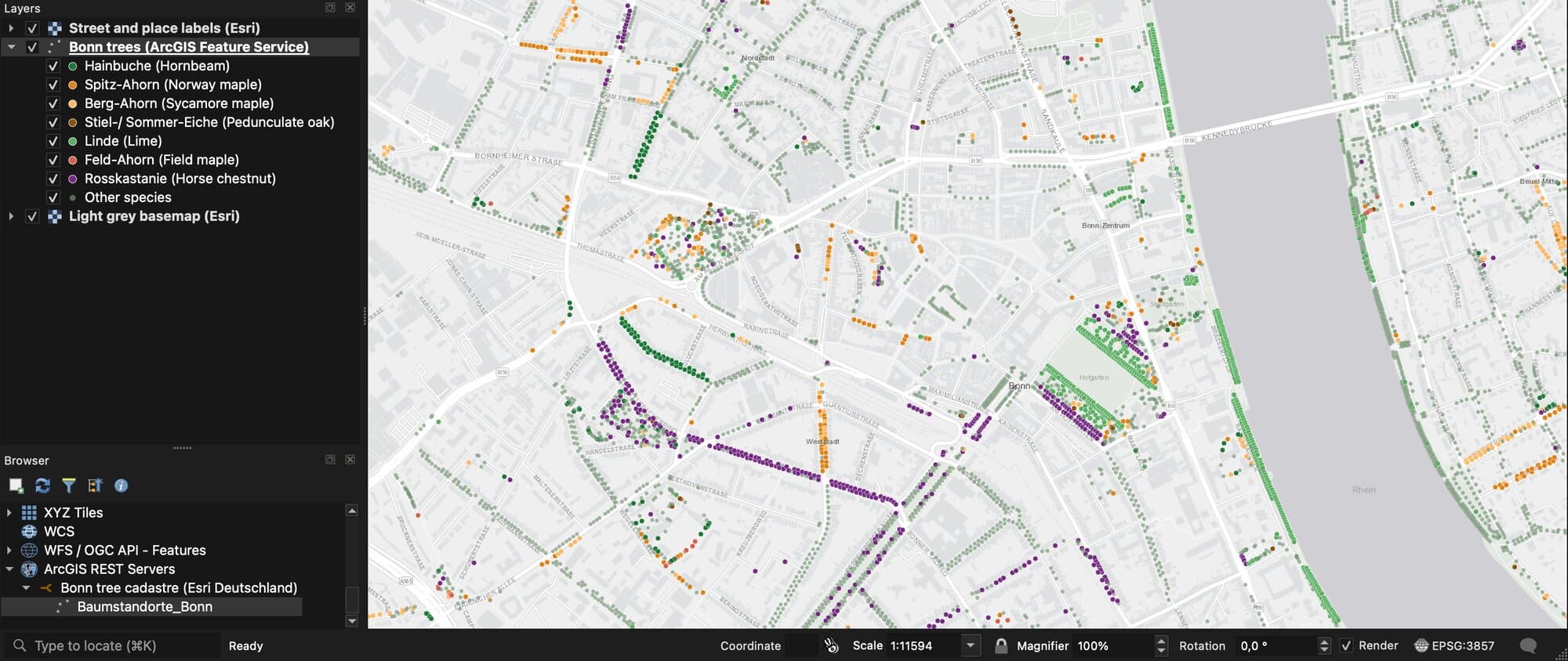 QGIS showing street trees in central Bonn as coloured dots along streets and the Rhine, loaded from an ArcGIS Feature Service. The Layers panel lists species such as hornbeam, Norway maple, sycamore maple, pedunculate oak, lime, field maple and horse chestnut. The Browser panel below shows the ArcGIS REST Servers connection to the Bonn tree cadastre hosted by Esri Deutschland.
