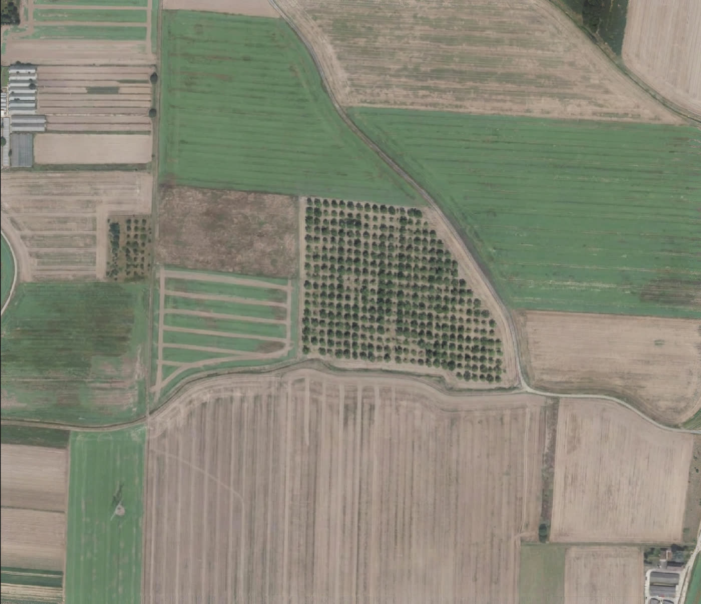 A bare field with a pink outline, then the same field with trees planted inside the outline (after)