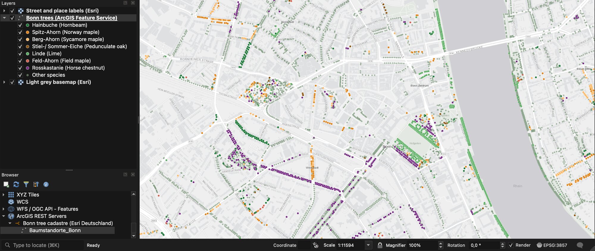 QGIS showing street trees in central Bonn as coloured dots along streets and the Rhine, loaded from an ArcGIS Feature Service. The Layers panel lists species such as hornbeam, Norway maple, sycamore maple, pedunculate oak, lime, field maple and horse chestnut. The Browser panel below shows the ArcGIS REST Servers connection to the Bonn tree cadastre hosted by Esri Deutschland.